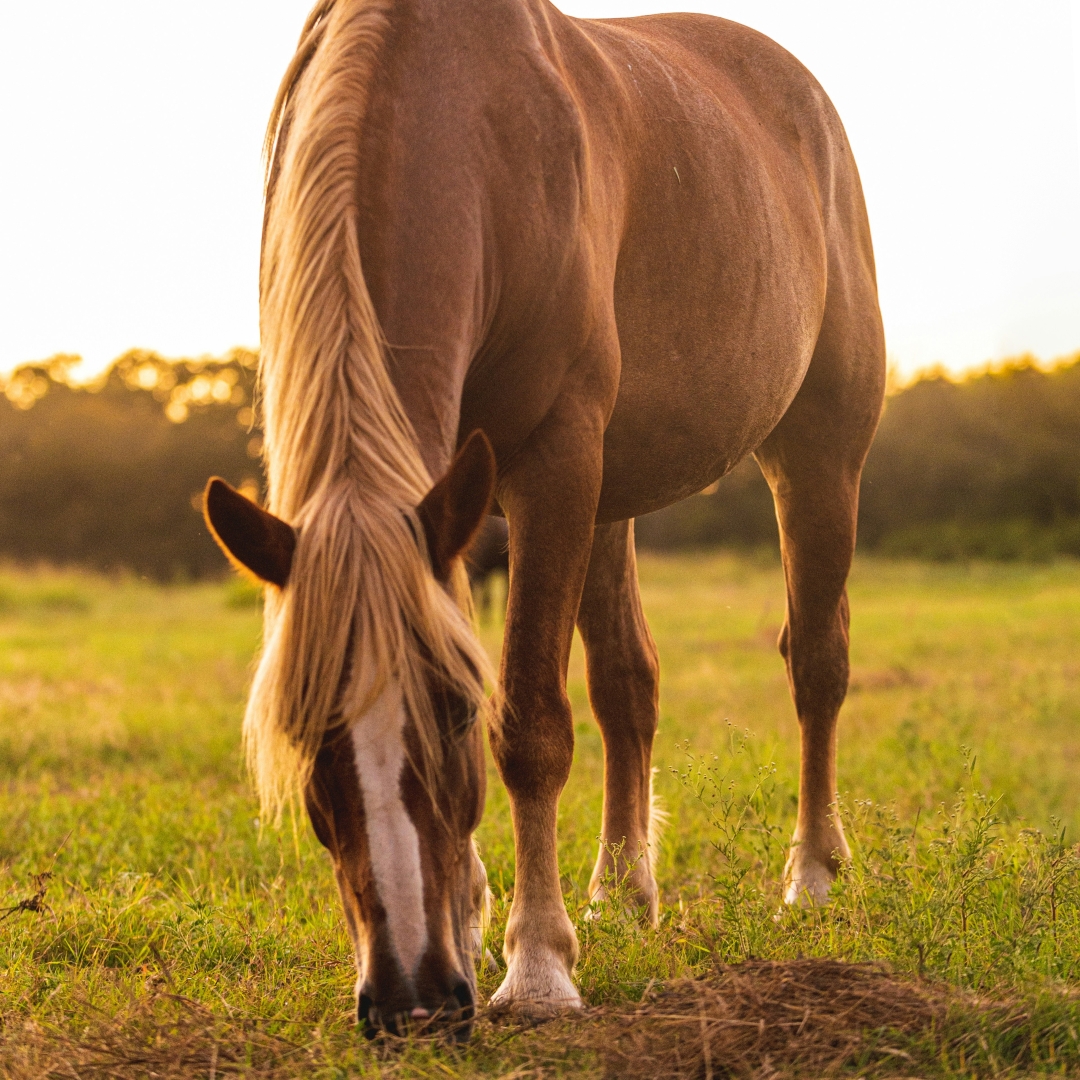 Jarná tráva pre kone - ako ovplyvňuje výživu a na čo si dať pozor